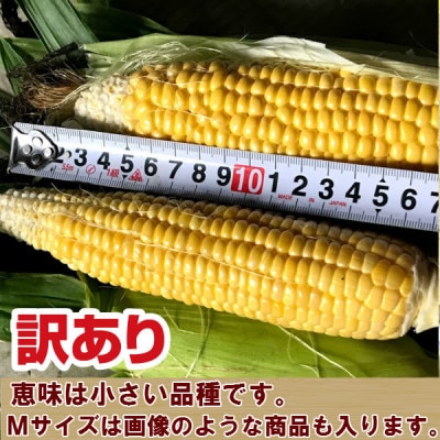【2025年発送】 生で食べられるトウモロコシ　訳あり　恵味(めぐみ)　20本入り