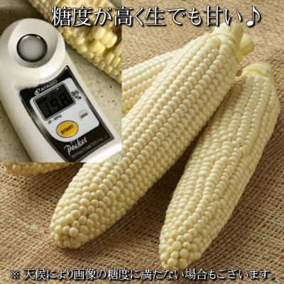 【2025年発送】 北海道富良野産 生で食べられる白いとうもろこし ピュアホワイト 訳あり 10本