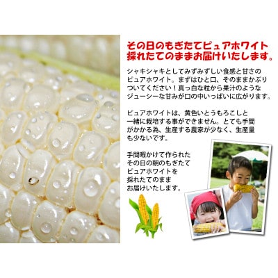 【2025年発送】北海道富良野産 生で食べられる白いとうもろこし ピュアホワイト 訳あり 20本