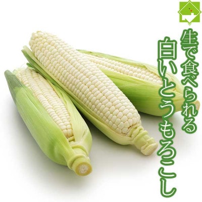 【先行受付2025年発送】北海道富良野産生で食べられる 白いトウモロコシと黄色いトウモロコシ10本