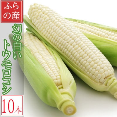 早採りハウス栽培　北海道富良野産 生で食べられる白いトウモロコシ　10本入り