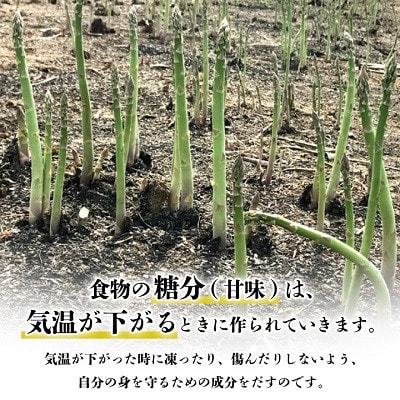 生で食べられる北海道富良野産 アスパラ3kg (S～Lサイズ混合)