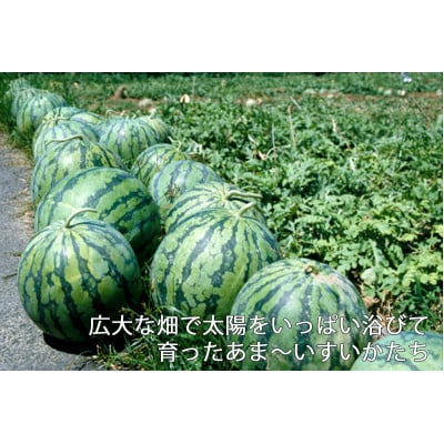 【発送月固定定期便】ふらのスイカ5kg以上×1玉 富良野メロン赤肉4kg×2～4玉 全2回