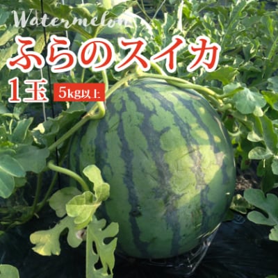 【発送月固定定期便】富良野産　スイカ・メロン・トウモロコシ全3回