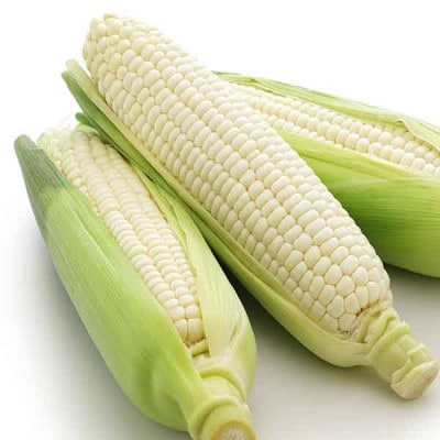 【発送月固定定期便】7月・8月・9月　生で食べれるトウモロコシ定期便　北海道富良野からお届け全3回