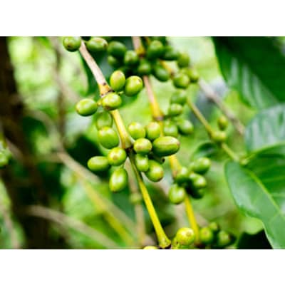 自家焙煎コーヒー豆(200g×3袋)