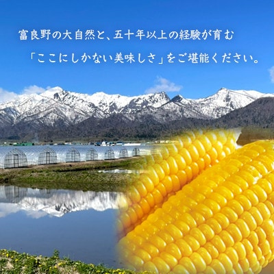 朝もぎとうもろこし　20本　北海道富良野市『大島農園』