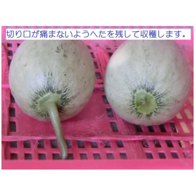 摘果メロン 5kg以上【子メロン】