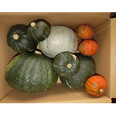 【先行受付】富良野産かぼちゃ詰め合わせ5kg