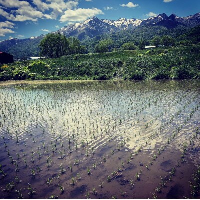 令和4年産・天日干し稲架掛け米「ななつぼし」1kg 、富良野産「ゆきさやか」1kg　セット