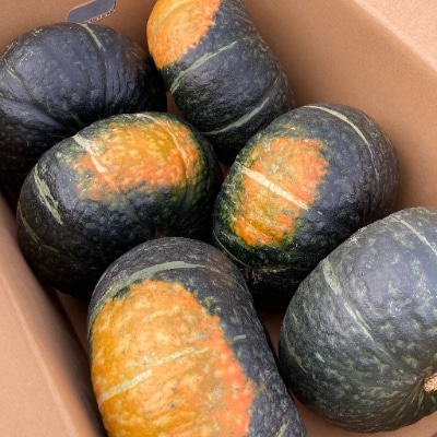 【先行受付】かぼちゃ 1箱10kg(6〜8玉)