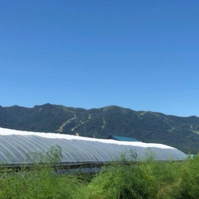 大玉トマト2kg&多品種ミニトマト1kg食べ比べセット