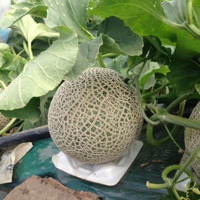 【2025年発送】ふらの赤肉メロン　1.6kg×2玉