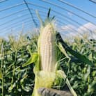 富良野産　ホワイトショコラ　2Lサイズ　10本　ハウス栽培とうもろこし