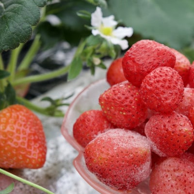【数量限定!完熟冷凍イチゴ】富良野いちご2kg(1kg×2袋)