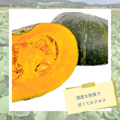 【2025年発送】北海道富良野産かぼちゃ「くりゆたか」10kg