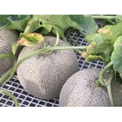 富良野産　富良野メロン(レッド113U)　赤肉4玉入(内容量8kg)糖度15度以上