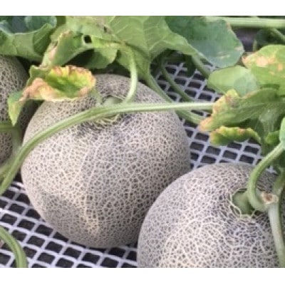 【2026年発送】美味!秋の富良野メロン(レッド113)赤肉 4玉入(内容量8kg)糖度15度以上