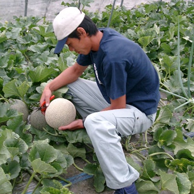 富良野メロン大玉　赤肉メロン2玉(2kg×2玉)計4kg