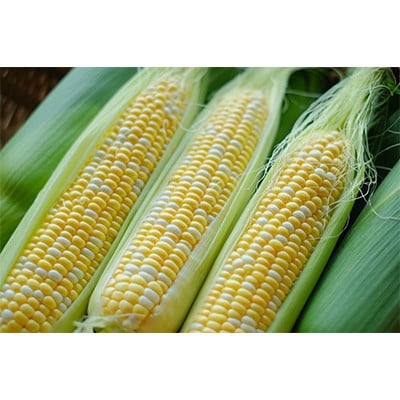 【発送月固定定期便】北海道富良野市で大人気のお野菜全2回
