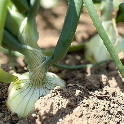 【発送月固定定期便】北海道富良野市で大人気のお野菜全2回