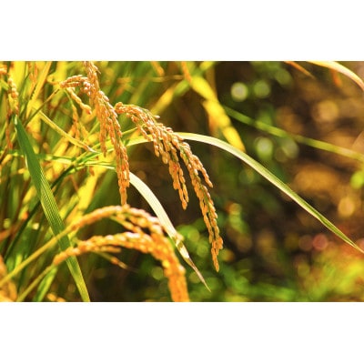 令和7年産　北海道富良野産「ゆめぴりか」精米5kg