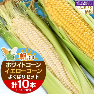 食べ比べホワイトコーンとイエローコーン朝採り当日発送富良野産よくばりセット合計10本