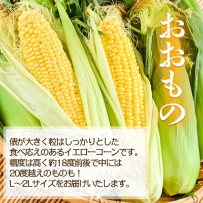 食べ比べホワイトコーンとイエローコーン朝採り当日発送富良野産よくばりセット合計10本