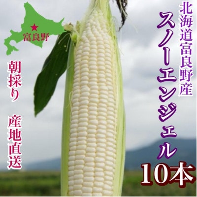 【2025年出荷】白いとうもろこし「スノーエンジェル」北海道富良野産 L～2L 10本入