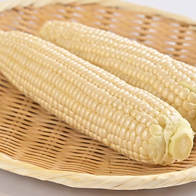 白いとうもろこし「スノーエンジェル」北海道富良野産 L~2L 10本入