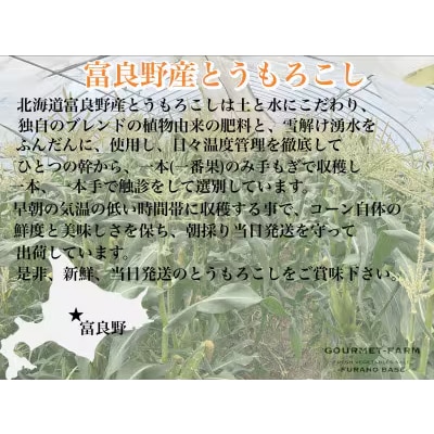 朝採り 白いとうもろこし「雪の妖精」秀品 北海道富良野産 L~2L 10本入