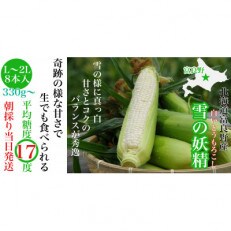 朝採りホワイトコーン北海道富良野産ハウス栽培「雪の妖精」L～2L　8本入