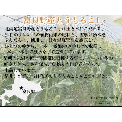 【2025年出荷】朝採り白いとうもろこし「雪の妖精」北海道富良野産 L～2L 8本入