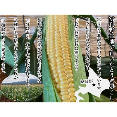 【2025年出荷】朝採り とうもろこし 北海道富良野産 L～2L 8本入