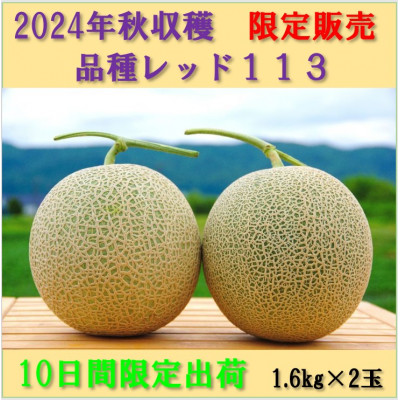 2024秋出荷秋メロン富良野産R-113メロン2玉入