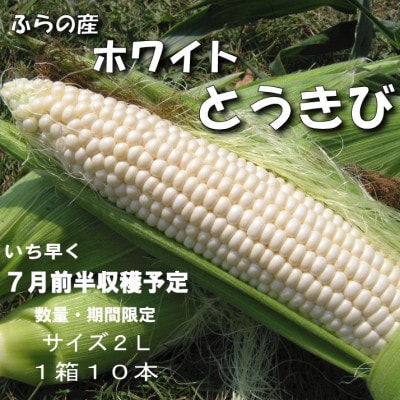 【2025年発送先行受付】【数量・期間】ふらの産　ホワイト　とうきび　10本　サイズ2L　