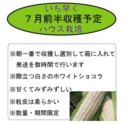 【2025年発送先行受付】【数量・期間】ふらの産　ホワイト　とうきび　10本　サイズ2L　