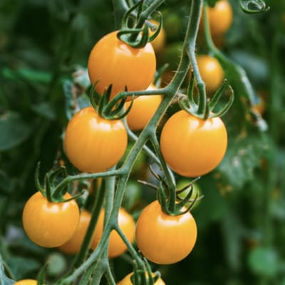 完熟ミニトマト100% ストレートジュース 北海道富良野市産(品種:イエローミミ)720ml×1本