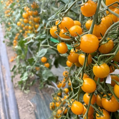 完熟ミニトマト100% ストレートジュース 北海道富良野市産(品種:イエローミミ)720ml×1本