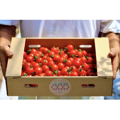 ◎農家直送◎ 北海道 富良野産 ミニトマト プレミアムルビー 3kg