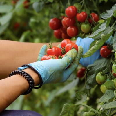 ◎農家直送◎ 北海道 富良野産 ミニトマト プレミアムルビー 3kg