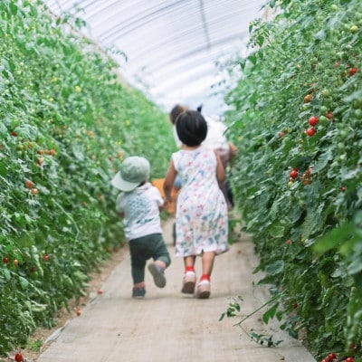 ◎農家直送◎ 北海道 富良野産 ミニトマト プレミアムルビー 3kg
