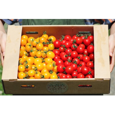 ◎農家直送◎ 北海道 富良野産 ミニトマト プレミアムルビー & イエローミミ 計3kg