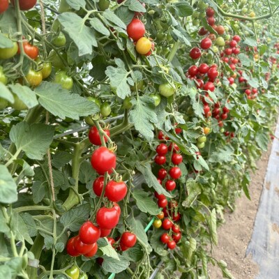 ◎農家直送◎ 北海道 富良野産 ミニトマト プレミアムルビー & イエローミミ 計3kg