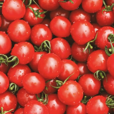 ◎農家直送◎ 北海道 富良野産 ミニトマト プレミアムルビー & イエローミミ 計3kg