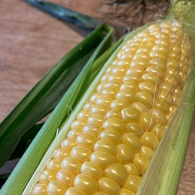 糖度17度以上!とうもろこし【ホワイトショコラ(白)とサニーショコラ(黄)】各3kg 計16～18本