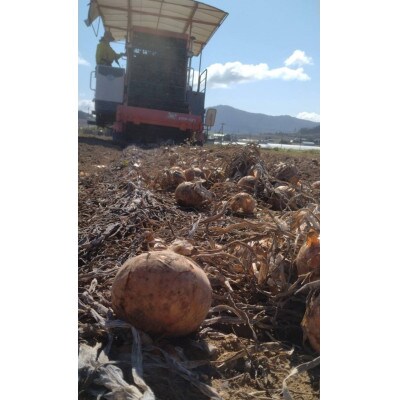 【2025年10月以降発送】北海道　富良野産　玉ねぎ　約10kg