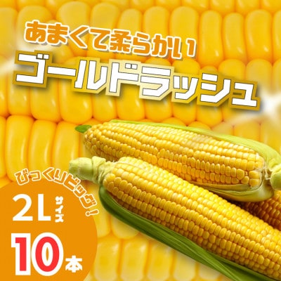 【2025年産】北海道富良野産　イエローとうもろこし　ゴールドラッシュ2Lサイズ10本　産地直送
