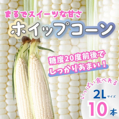 【2025年産】北海道富良野産　朝採りホワイトとうもろこし　ホイップコーン2Lサイズ10本　産地直送