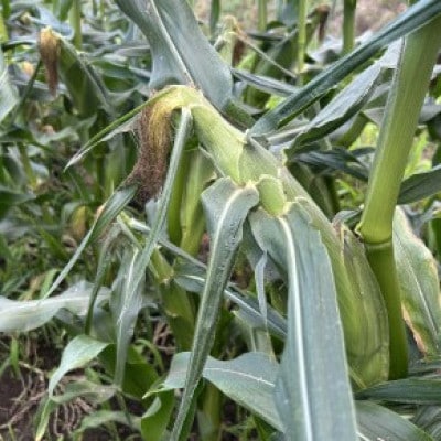 【2026年先行受付】富良野産ホワイトとうもろこし　ホワイトショコラ計10本